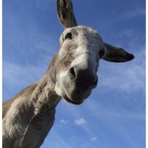 Meet your Posher, Sebastian